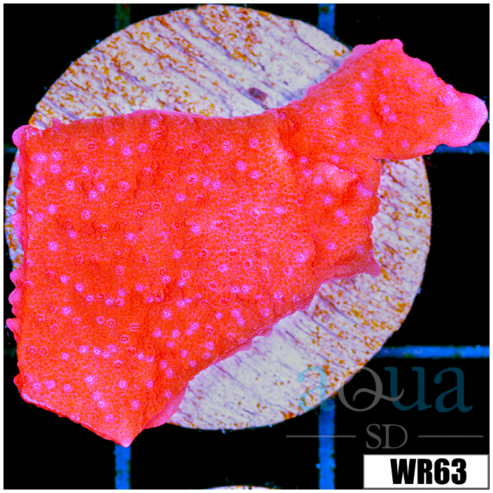 Orange Monti Cap - 404D09CA4