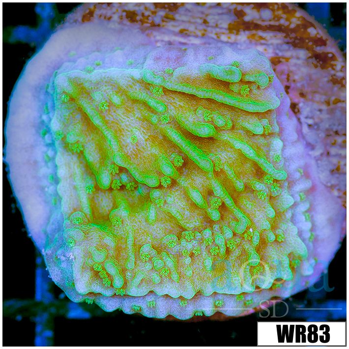 Neon Montipora - 4049D2FC4
