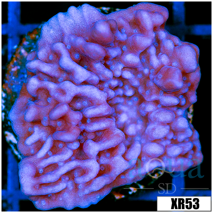 Purple Haze Montipora - 40543E324