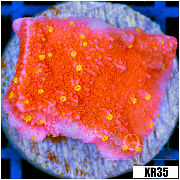 Sunburst Montipora - 405665424