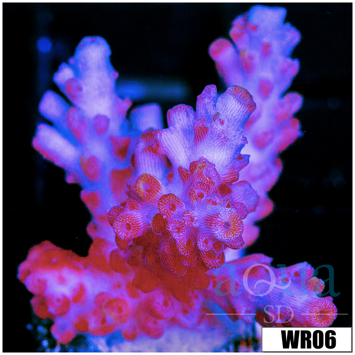 Strawberry Tort Acropora - 4034CF474