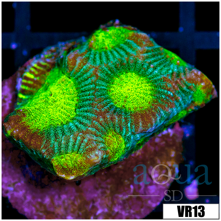 Toxic Current Favia - 403D98F14