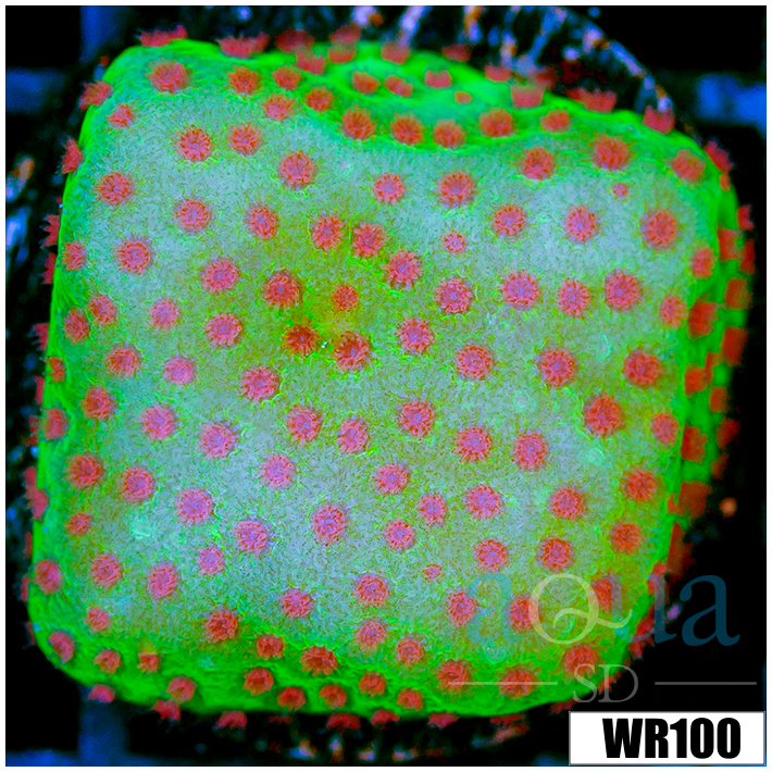 Strawberry Fields Montipora - 40543E394