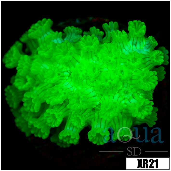 Nuclear Alveopora - 4041322E4