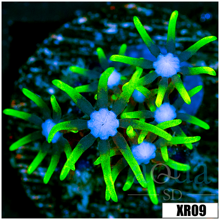 Blue Eyes Star Polyps - 405AD88B4