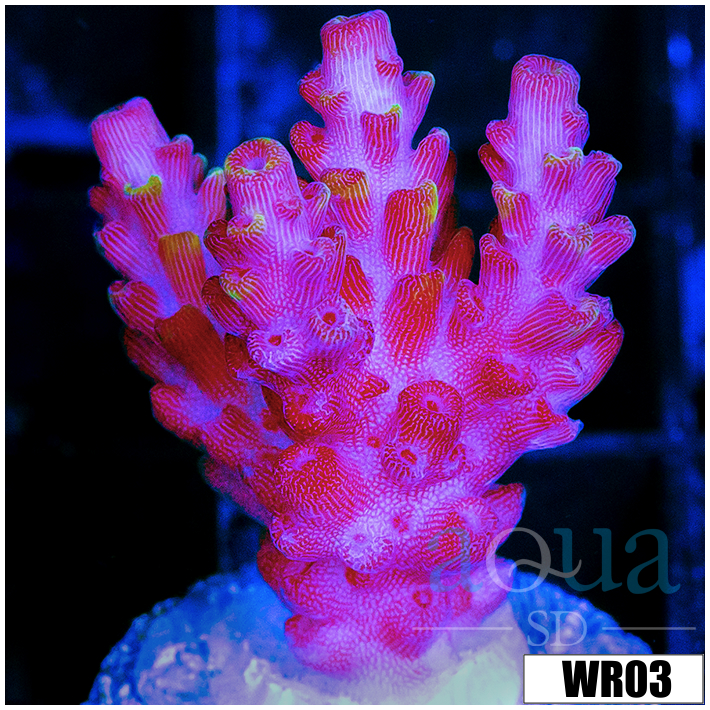Strawberry Tort Acropora - 4034CF444