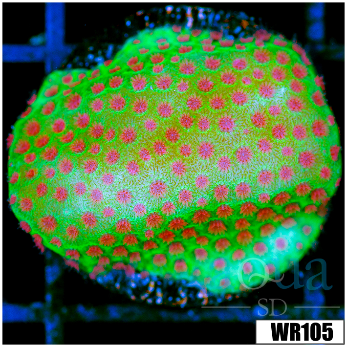 Strawberry Fields Montipora - 4055EE944