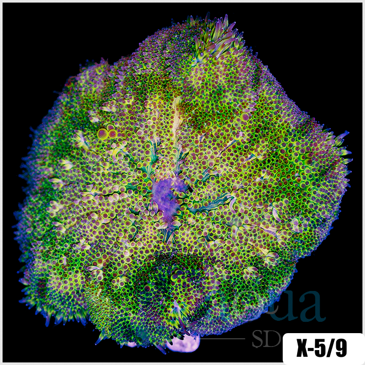 Grade B Maxi Mini Carpet Anemone - 4037118B4