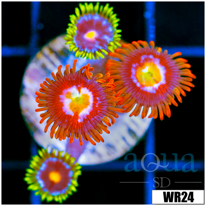 ASD Combo Zoanthids