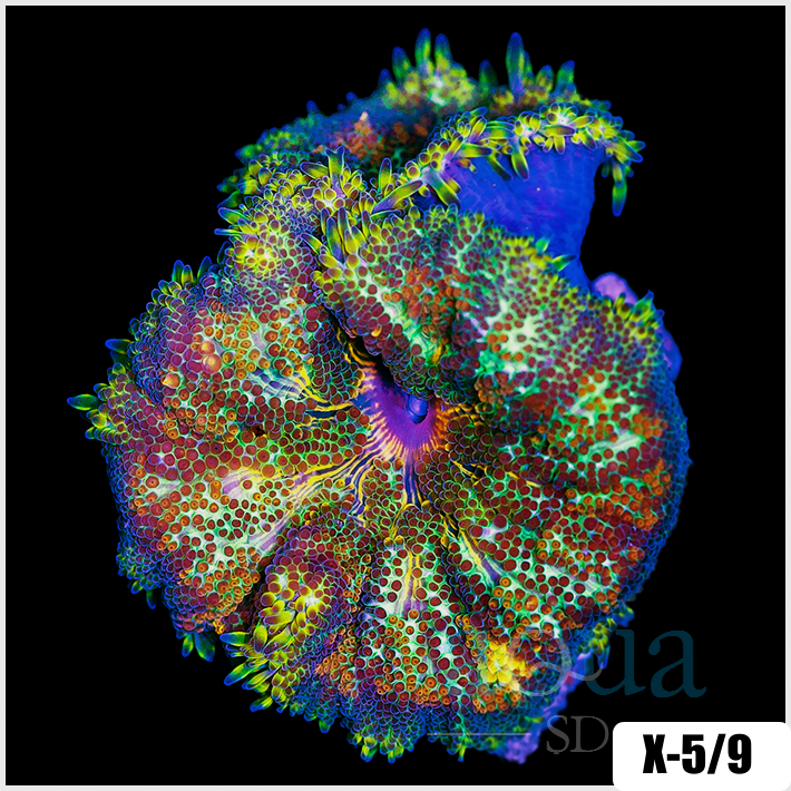 Grade A Maxi Mini Carpet Anemone - 4034CF4B4