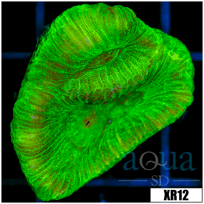 Nuclear Goniastrea - 403BA24F4