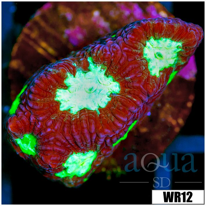 Open War Coral Favia - 403CEC6D4