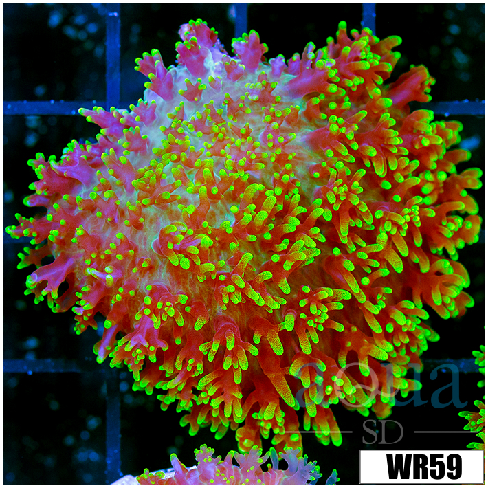 Large Fuzzy Mushroom - 40586C9C4