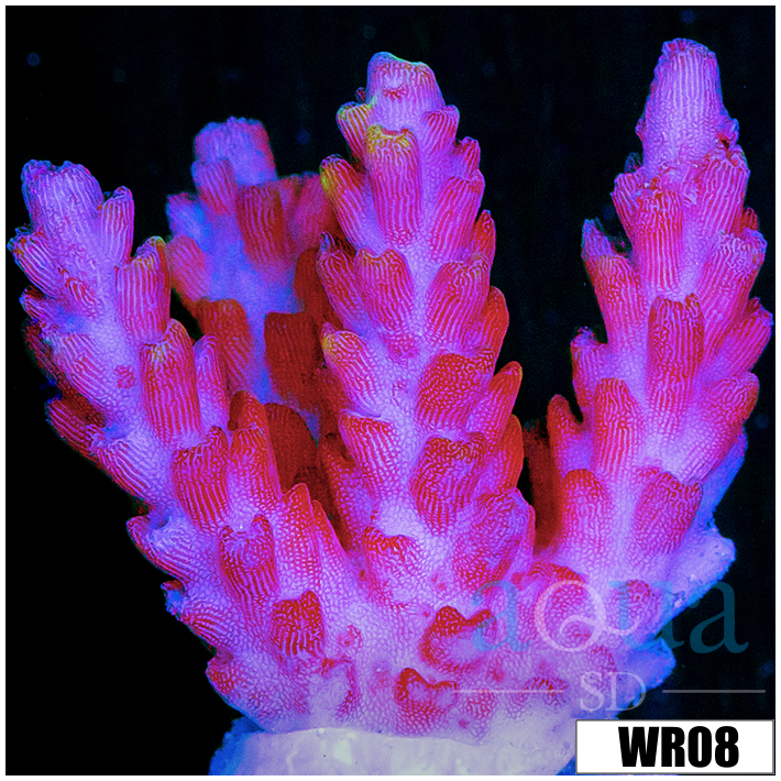 Strawberry Tort Acropora - 4034CF3F4