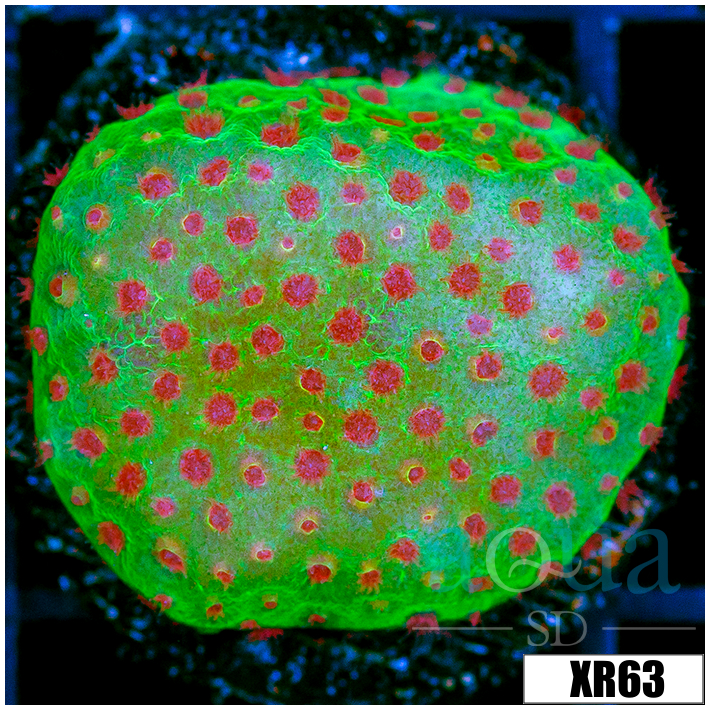 Strawberry Fields Montipora - 4056653C4