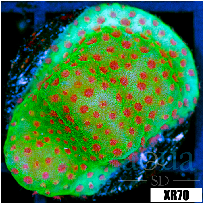 Strawberry Fields Montipora - 40543E364