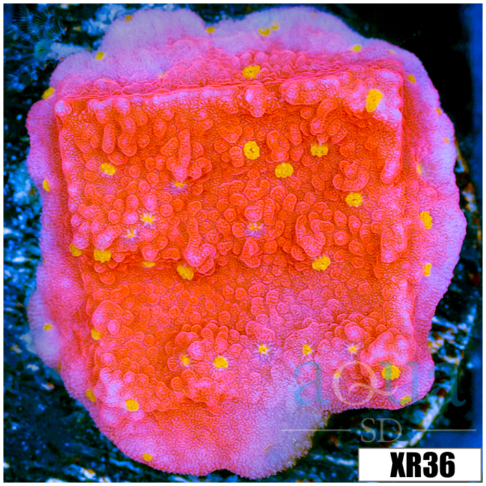 Sunburst Montipora - 405665434