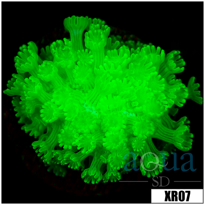 Nuclear Alveopora - 4040339E4