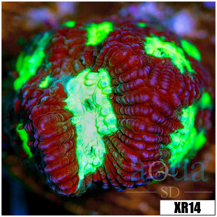 Open War Coral Favia - 403D42394
