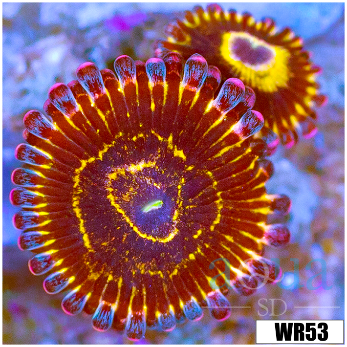 Stratosphere Zoanthids