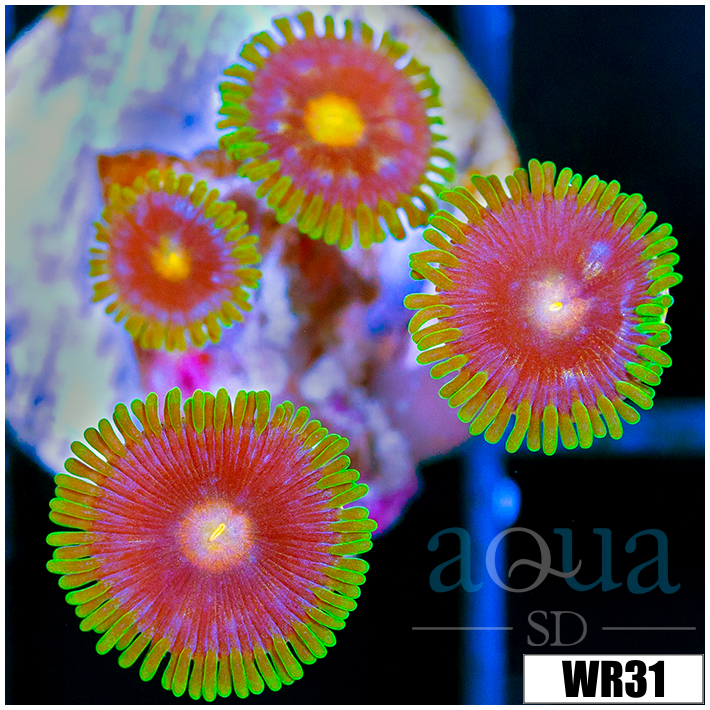 Daisy Cutter Zoanthids - 406229054