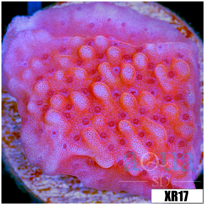 Orange Phoenix Montipora - 404F2C704