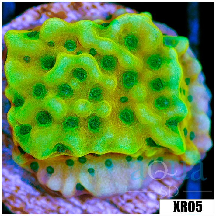 Beach Bum Montipora - 404493A04