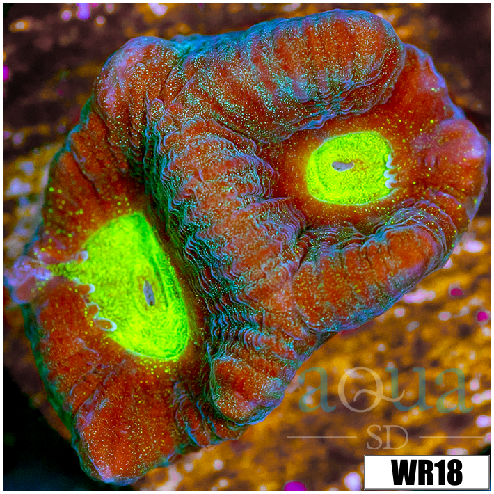 Alien Eyes Favia - 4037118D4