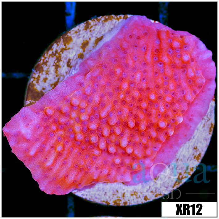 Orange Phoenix Montipora - 4051B1464