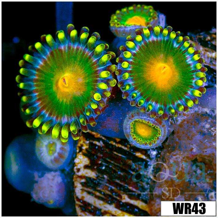 Gator Eyes Zoanthids - 4064C5D54