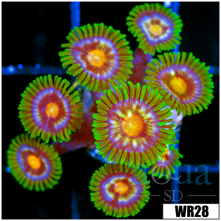 CLEARANCE - Daisy Cutter Zoanthids - 4062F11B4