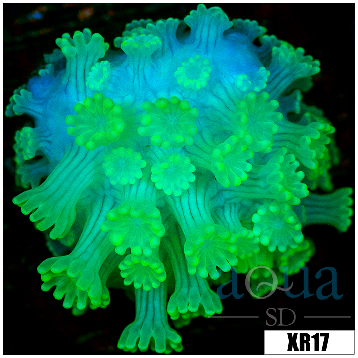 Nuclear Alveopora - 4041322A4