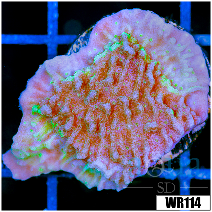 JF Cold Fusion Montipora - 404741CE4