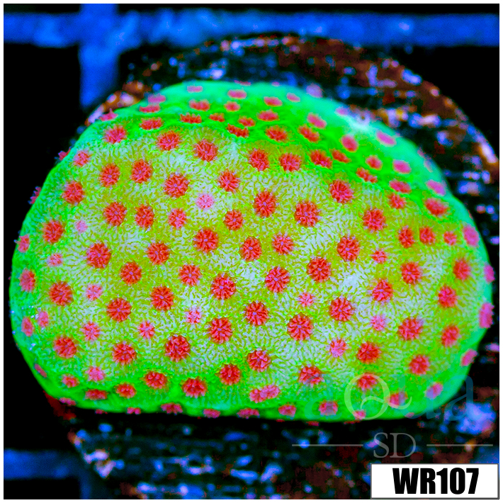 Strawberry Fields Montipora - 405620AF4