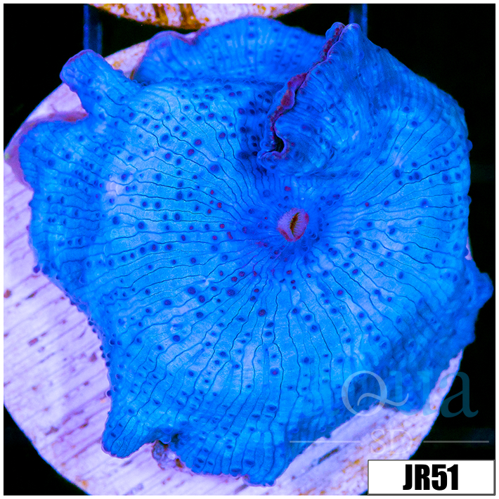 Multiples Available Aussie Blue Mans Discosoma