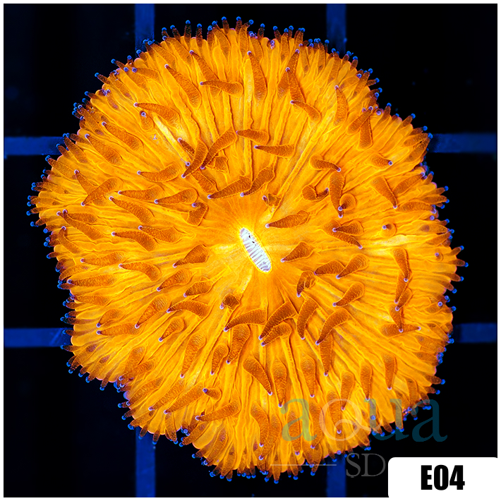 Multiples Available Orenji Eye Plate Coral