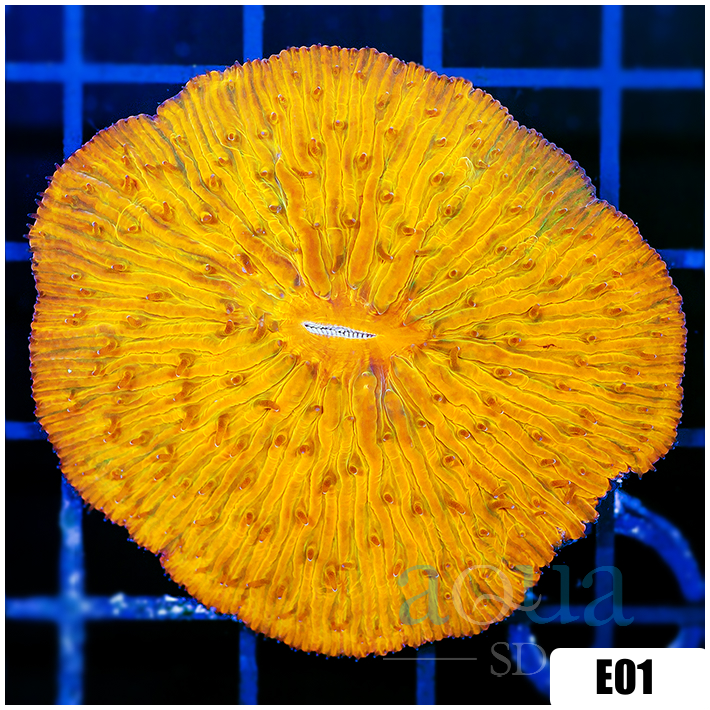CLEARANCE - Multiples Available Orenji Eye Plate Coral