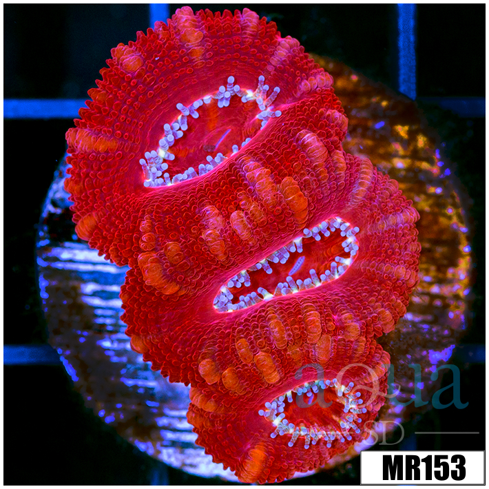Multiples Available Aussie Ultra Acan Lord