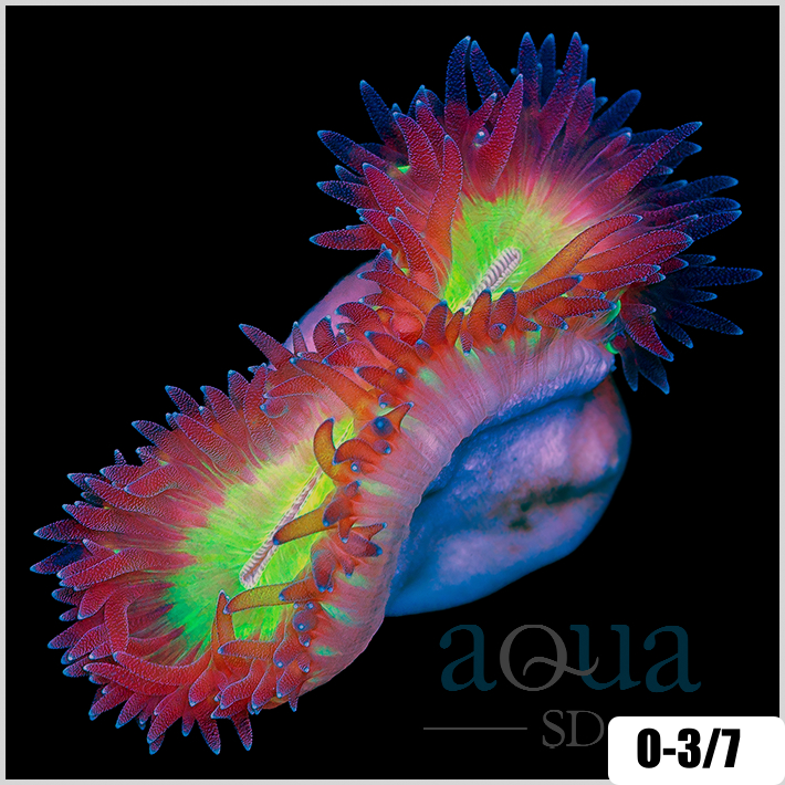 Multiples Available Nuclear Eye Walking Dendro