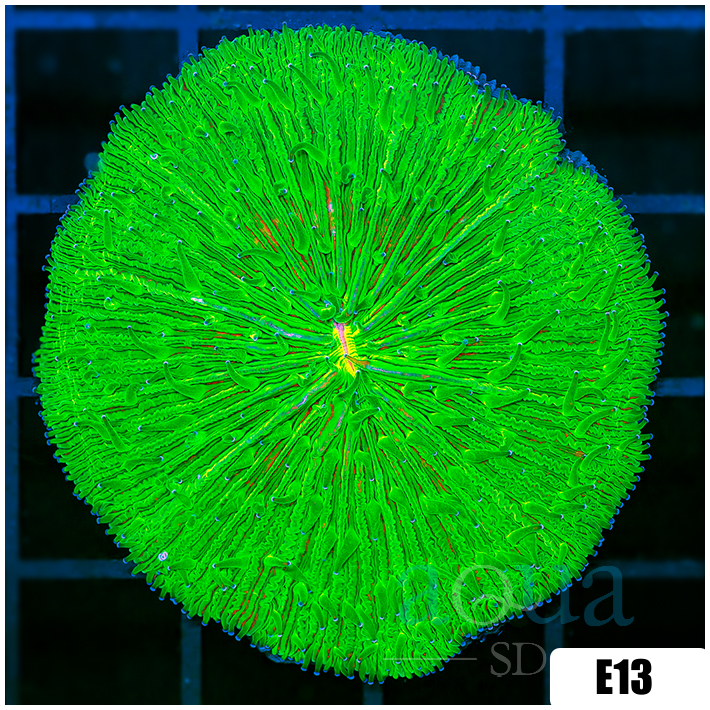 Multiples Available Nuclear Plate Coral