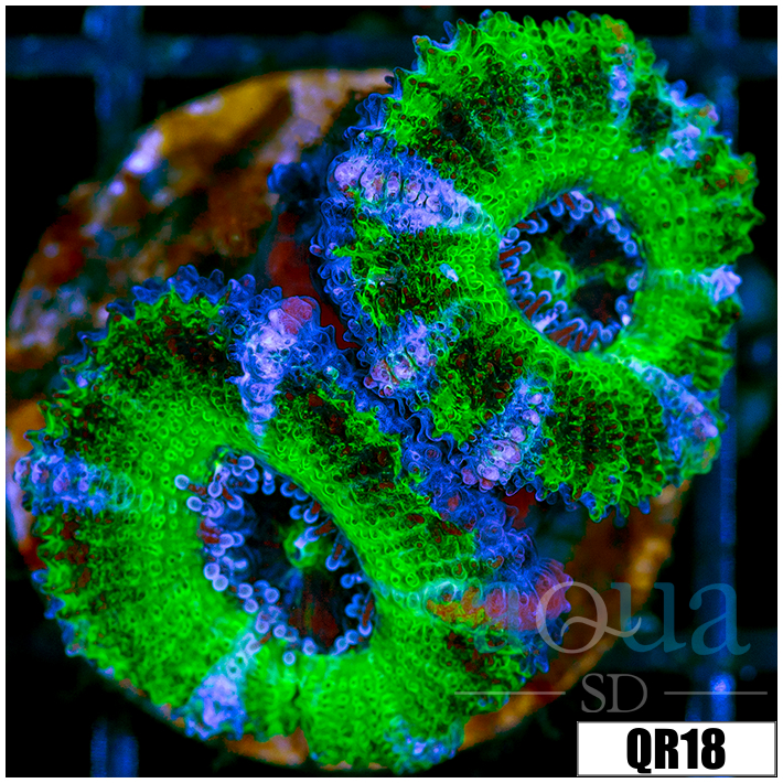 Multiples Available UFO ACAN LORD