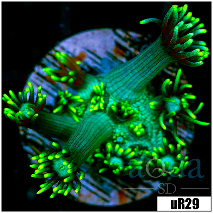 Multiples Available Neon Star Goniopora