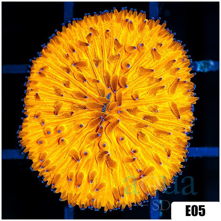 Multiples Available Orenji Eye Plate Coral