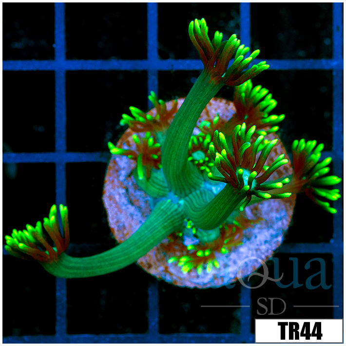 Multiples Available Neon Star Goniopora