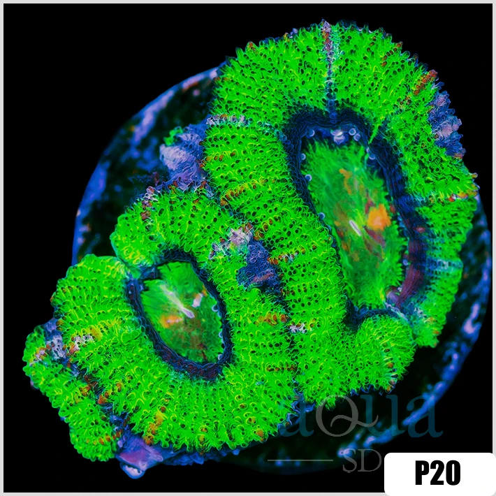 Multiples Available UFO ACAN LORD