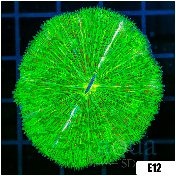 Multiples Available Nuclear Plate Coral
