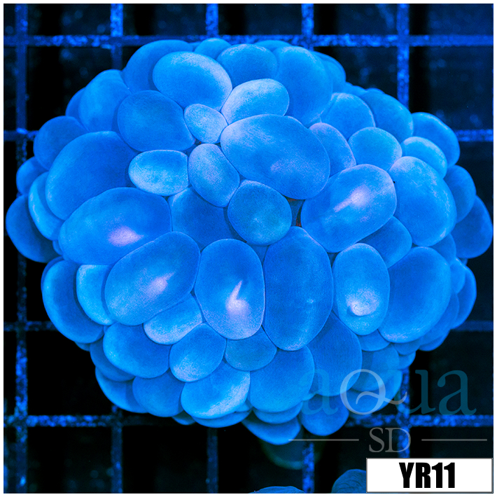 Aussie Purple Bubble Coral