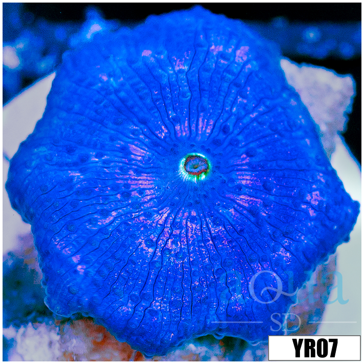 Aussie Blue Man Discosoma Mushroom