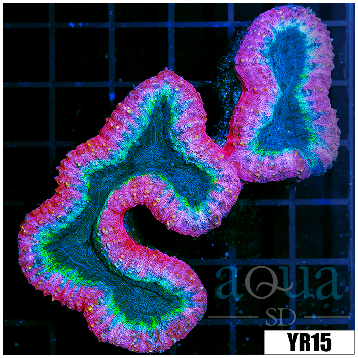 Aussie Bubble Gum Rim Lobophyllia