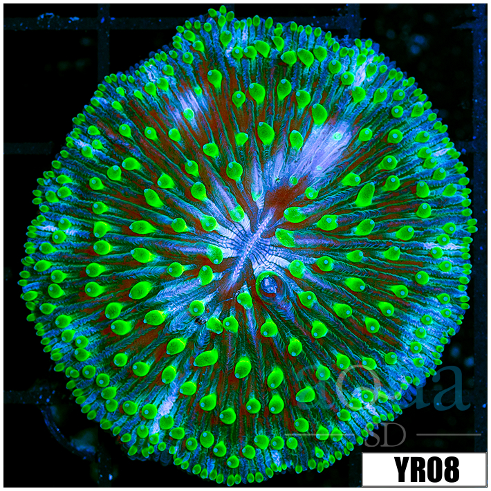 Jokers Plate Coral